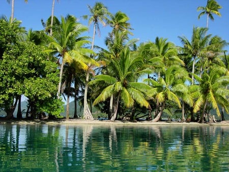 Raiatea Island - palms, tropical, beach, island, french polynesia