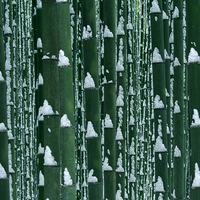 Snow on Bamboo