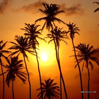 Palms in the golden sky