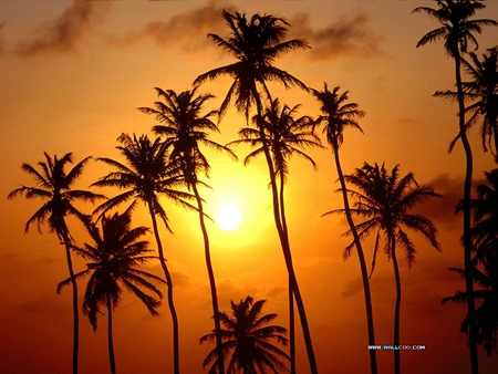 Palms in the golden sky - palms, sunset, tropical, golden sky