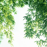 Inside a bamboo forest