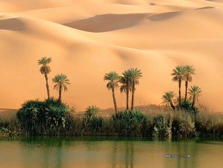 Palm Island - palms, island, ocean, sand dunes