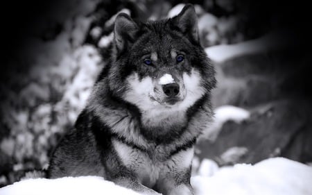 Mysterious Wolf with Blue Violett Eyes  - blue eyes, animals, black n white, winter, stunning, black, wolf, whitr, cool, snow, blue