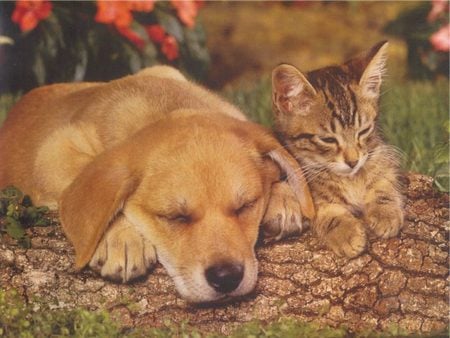 Puppy and kitten - dogs, cats