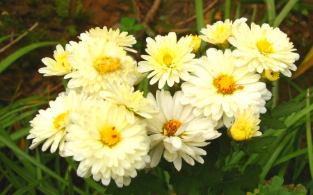 Yellow Flowers - flowers, yellow, petals, bloom