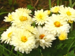 Yellow Flowers