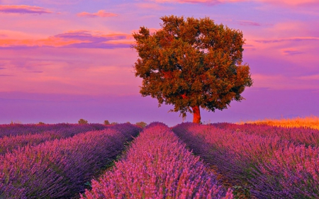 Flower Field - flowers, field, nature, tree