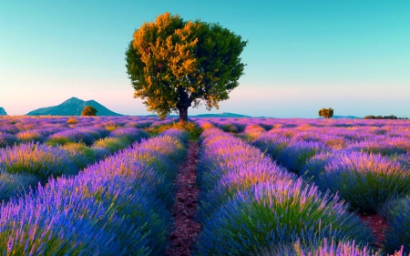 Flower Field - nature, tree, field, flowers