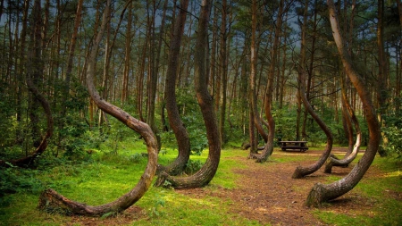 The Crooked Forest in Poland - poland, forests, trees, nature