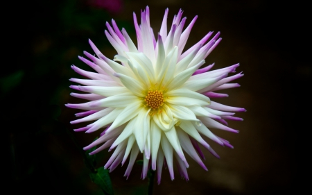 Beautiful Flower - white, flower, purple, yellow