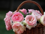 Basket of roses