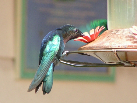 Beautiful Hummingbird - birds, martinique, hummingbird, flower, animals