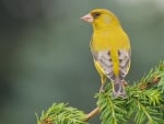 Yellow Bird