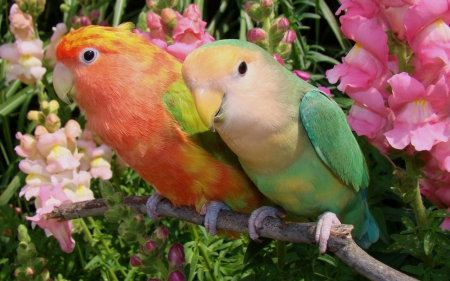 Cute Lovebirds - cute, birds, animals, lovebirds