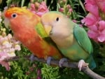 Cute Lovebirds