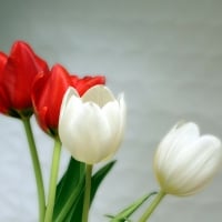 Red and White Tulips