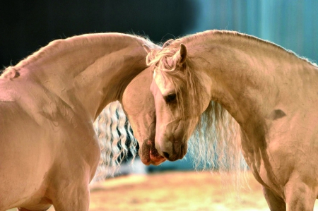 Equine Love - Horses 1 - wide screen, horse, animal, palominos, photo, photography, equine