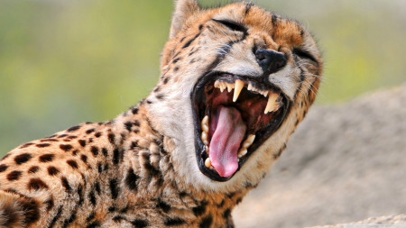 cheetah yawning - cheetah, yawn, feline, cat