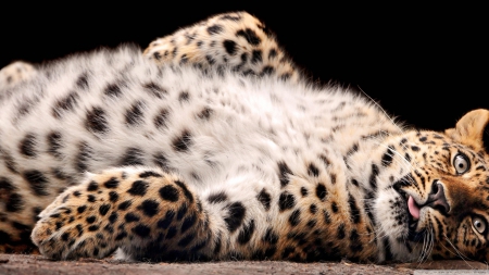 leopard - beautiful, cat, feline, leopard