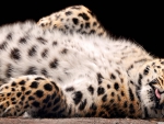 leopard