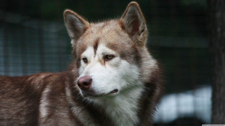 malamute - malamute, canine, dog, fence