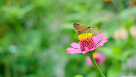 skipper butterfly