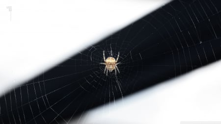 the golden mean - mean, web, spider, golden