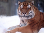 tiger in snow