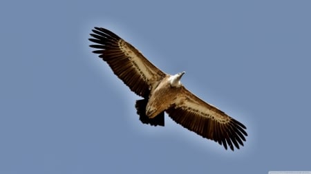 vulture - sky, bird, blue, vulture