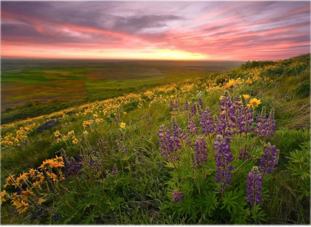 blooming - flowers, field, sky, grass