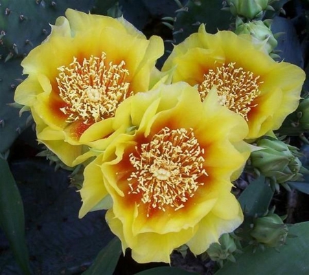 Cactus - flowers, yellow, desert, cactus