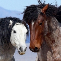 Mustangs VI.