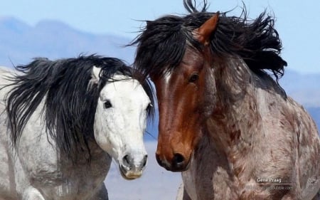 Mustangs VI. - abstract, mustang, photography, wilderness, HD, wild animals, horse, wild horse, nature, animals, wildlife, wild, wallpaper