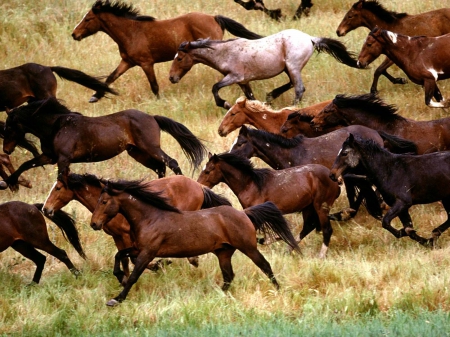 stampede - free, running, stampede, horse