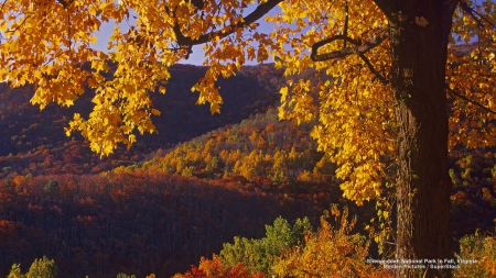 View of Autumn Forest - nature, autumn, forests, trees