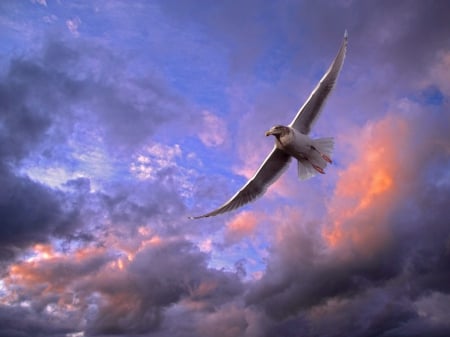 seagull - cloud, bird, seagull, sky