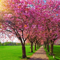 Blossoming Plum Trees