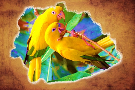 parrots - parrots, colors, yellow, leaves