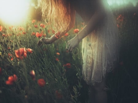 Poppy Field Fairy Tale - poppie field, sky, picking flower, long hair, women, sun