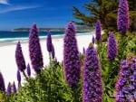 Flowers on the Beach