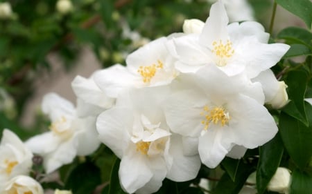 White Blossoms - abstract, flowers, white bossoms, photography