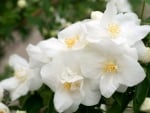 White Blossoms