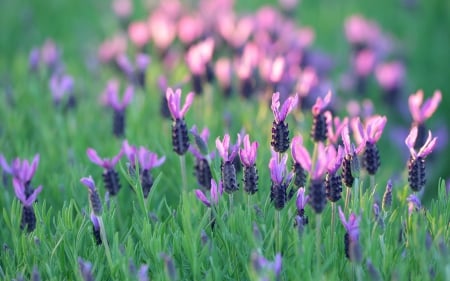 Lavender - lavender, purple, green, field, flower, pink