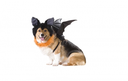 Ready for Halloween - costume, puppy, wings, black, white, halloween, dog, animal, orange, bat, cute