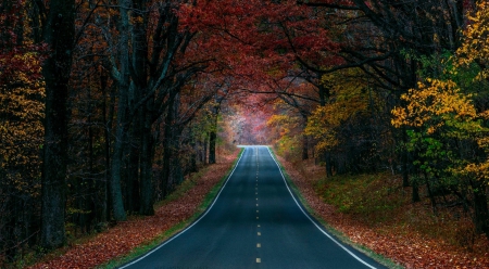 Road through Autumn Forest - roads, nature, autumn, forests