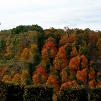 Autumn Colors