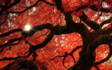 Red Maple - branch, maple, nature, tree