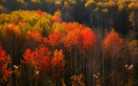 Autumn - red, trees, nature, autumn