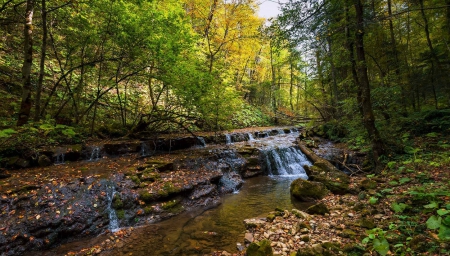 Forest River - nature, forest, trees, river