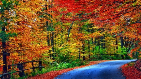 Forest road in autumn - tres, autumn, fence, forest, lovely, road